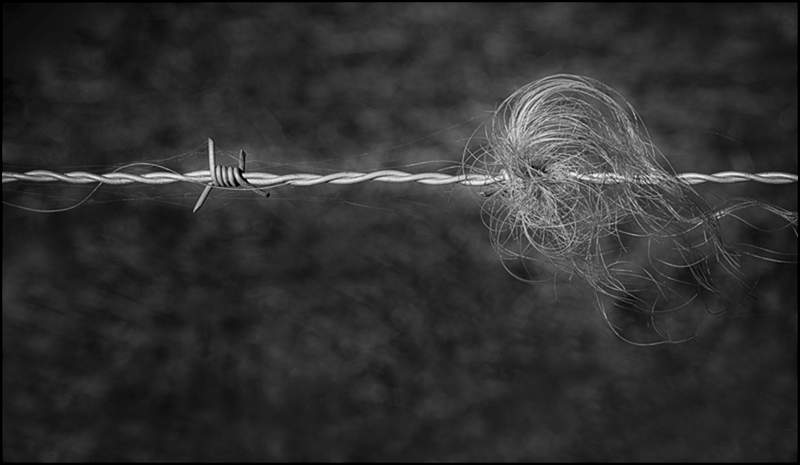 Things that get caught on barbed  wire_Russell Hynard_set.i01.tif